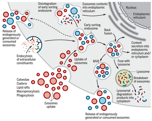 Why Must Exosomes Be Kept in a Continuous Cold Chain?
